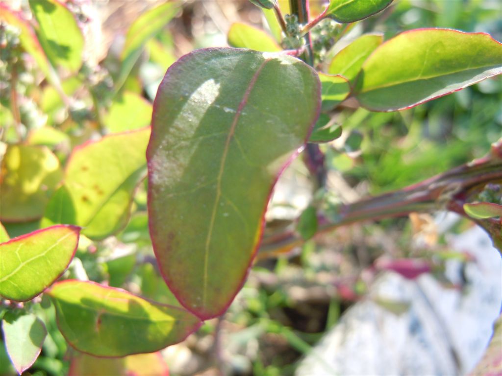 Chenopodium album?